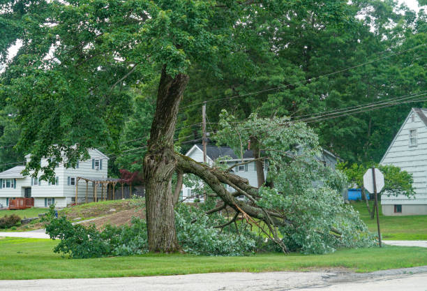 Spout Springs, NC Tree Service Company